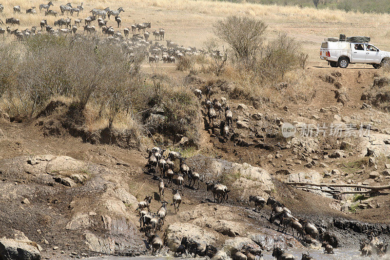 Tourists watch wildebeest crossing river